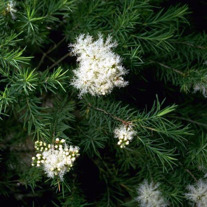 Melaleuca alternifolia - Sementes