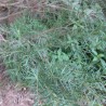 Melaleuca alternifolia - Sementes