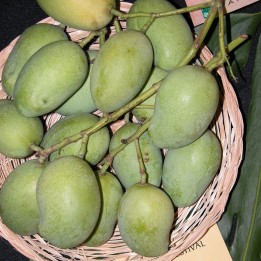Manga-do-SeriLanca - Sementes