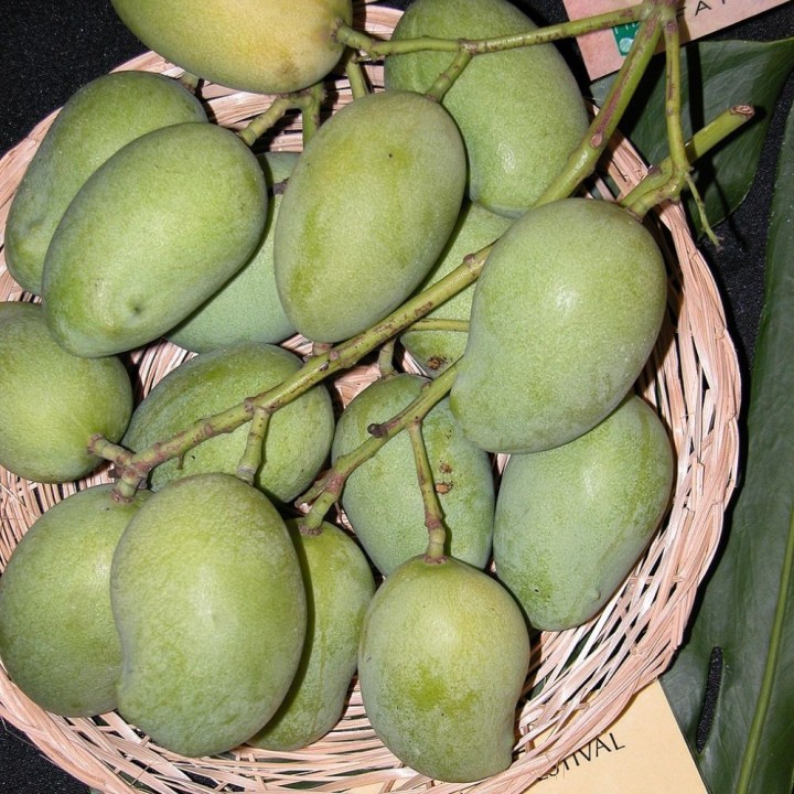Manga-do-SeriLanca - Sementes
