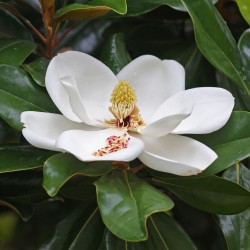Magnolia grandiflora - Sementes
