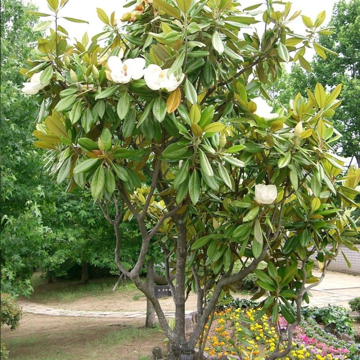 Magnolia grandiflora - Sementes