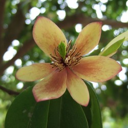 Magnolia figo - Sementes