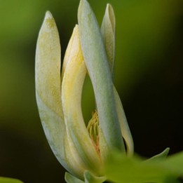 Magnolia acuminata - Sementes