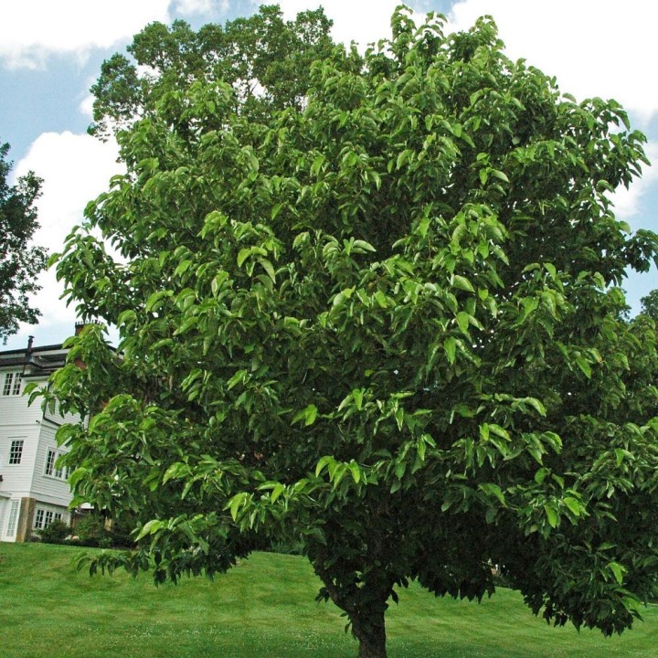 Magnolia acuminata - Sementes