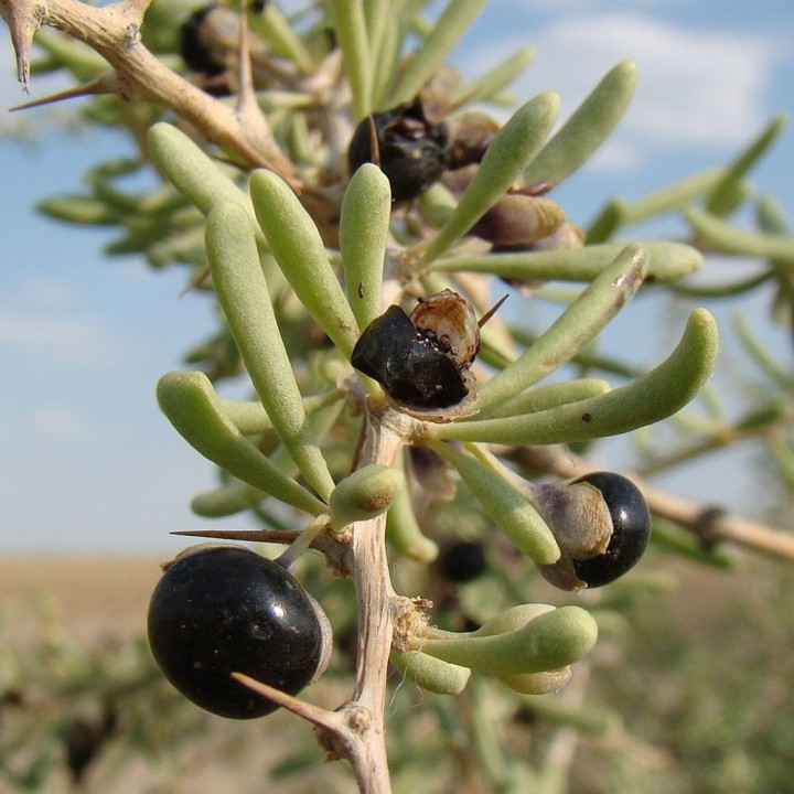 Lycium preto - Sementes