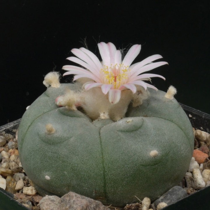 Peiote - Sementes