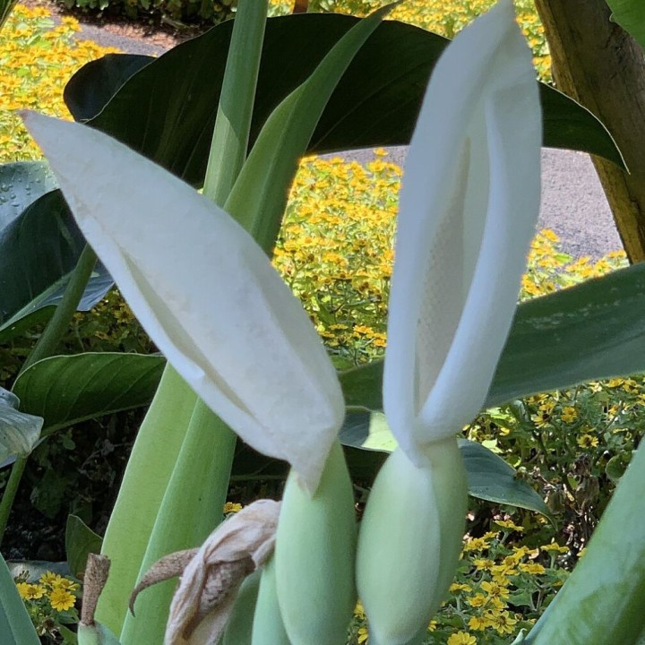 Leucocasia gigantea 'Thailand Giant' - Sementes