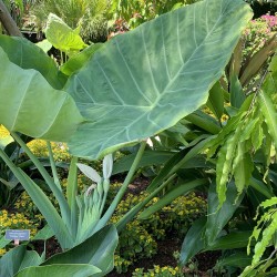 Leucocasia gigantea 'Thailand Giant' - Sementes