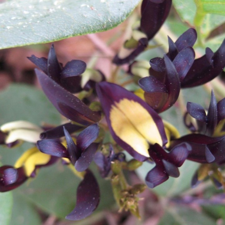Kennedia preta - Sementes