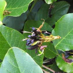 Kennedia preta - Sementes