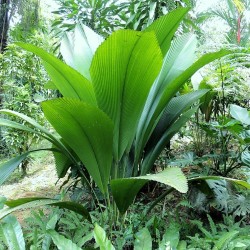 Palmeira-leque-gigante - Sementes