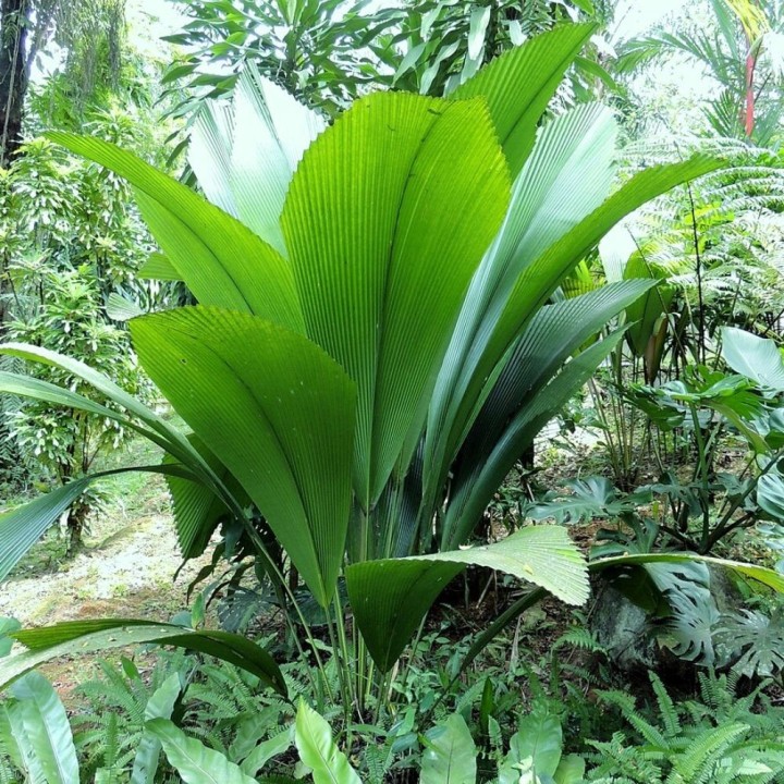 Palmeira-leque-gigante - Sementes