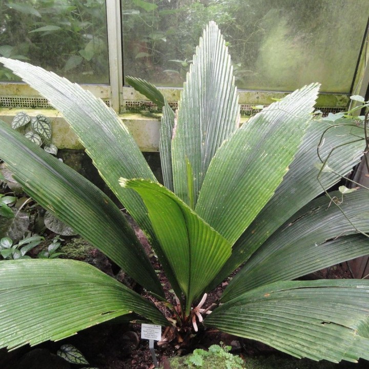 Palmeira-leque-gigante - Sementes