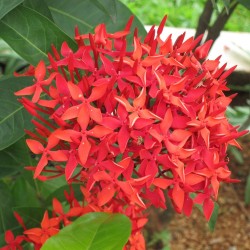 Ixora vermelha - Sementes