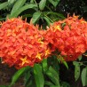 Ixora vermelha - Sementes