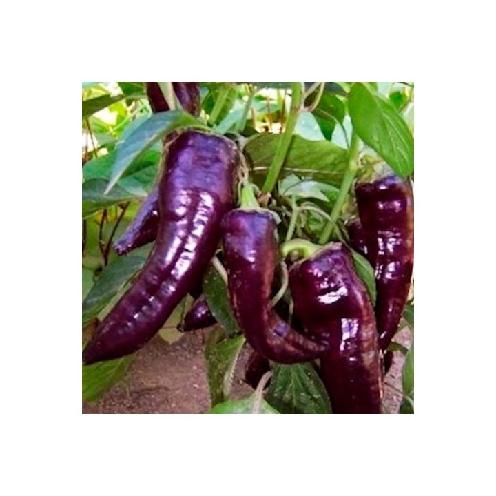 Pimiento Marconi Morado - Sobre 20 semillas