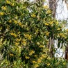 Árvore perfumada australiana - Sementes
