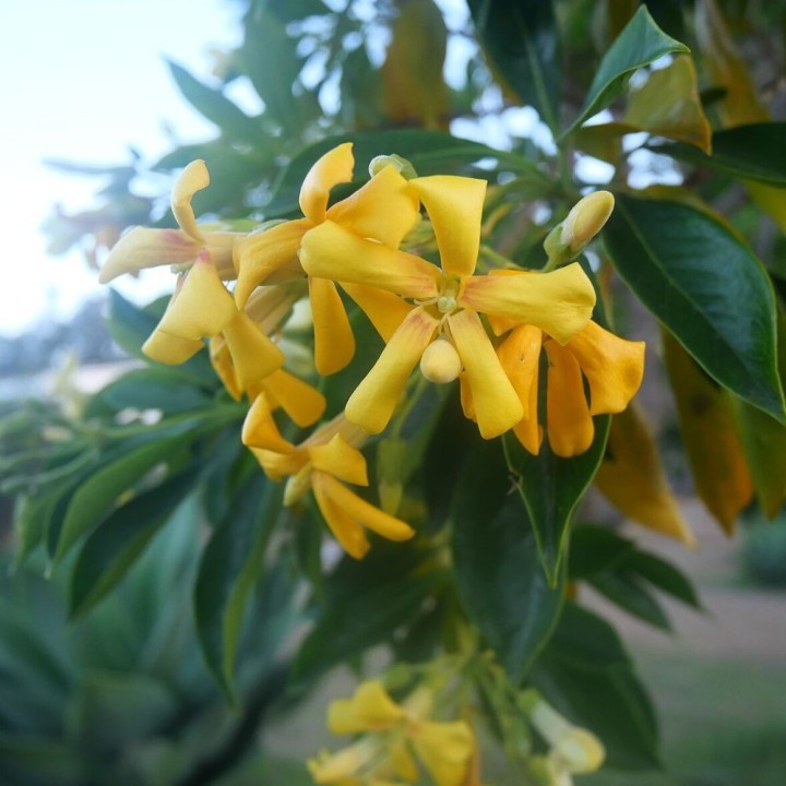 Árvore perfumada australiana - Sementes