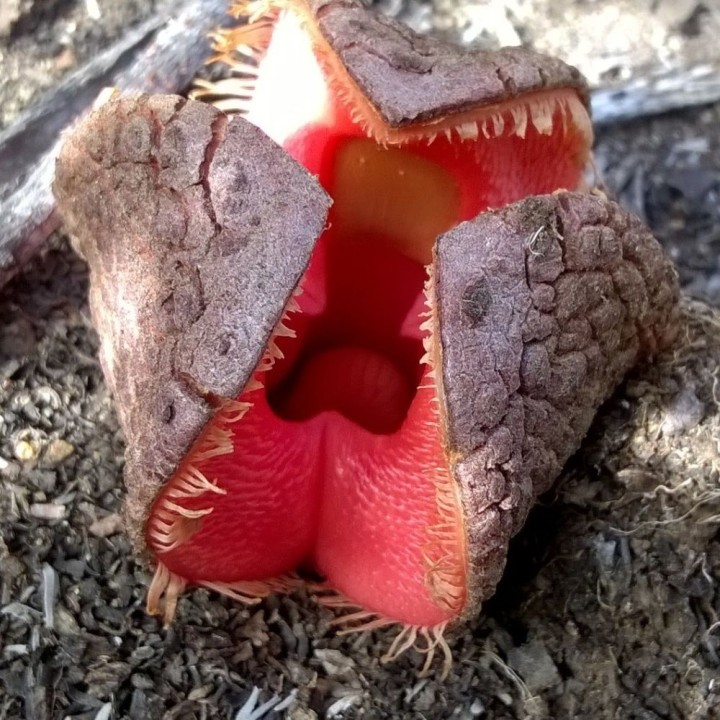 Hydnora africana - Sementes
