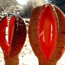 Hydnora africana - Sementes