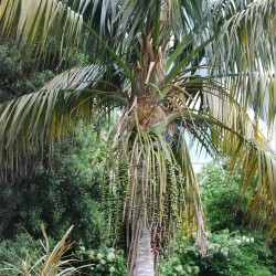 Howea forsteriana - Sementes