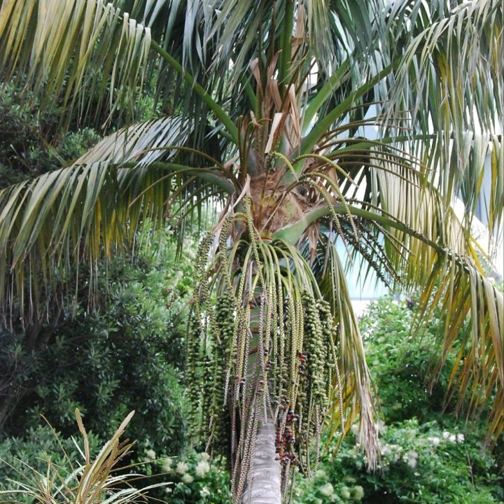 Howea forsteriana - Sementes