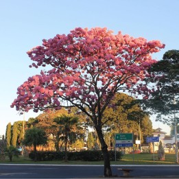Ipê-roxo - Sementes