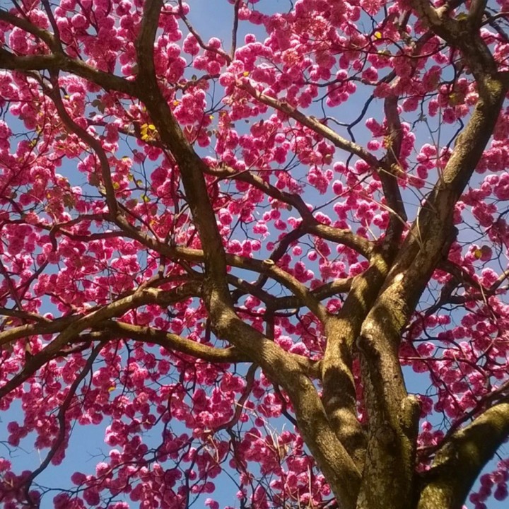 Ipê-roxo - Sementes