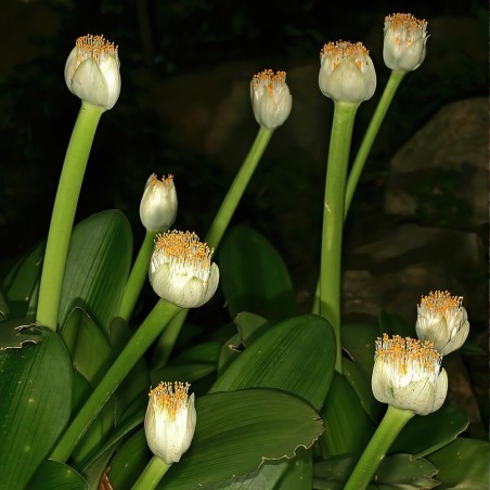 Haemanthus-branco - Sementes