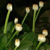 Haemanthus-branco - Sementes