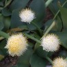 Haemanthus-branco - Sementes
