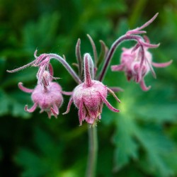 Beno-de-três-flores - Sementes