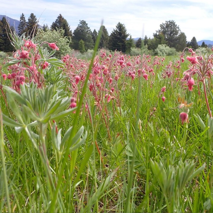 Beno-de-três-flores - Sementes
