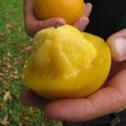 Mangostão-amarelo - Sementes