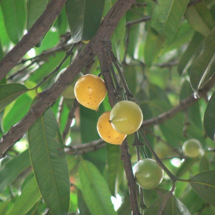 Mangostão-amarelo - Sementes