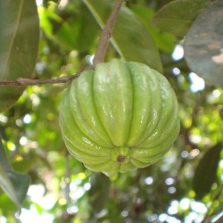 Tamarindo-malabar - Sementes