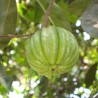 Tamarindo-malabar - Sementes