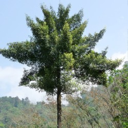 Tamarindo-malabar - Sementes