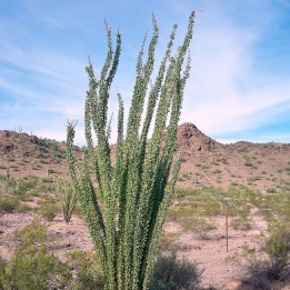 Ocotillo - Sementes