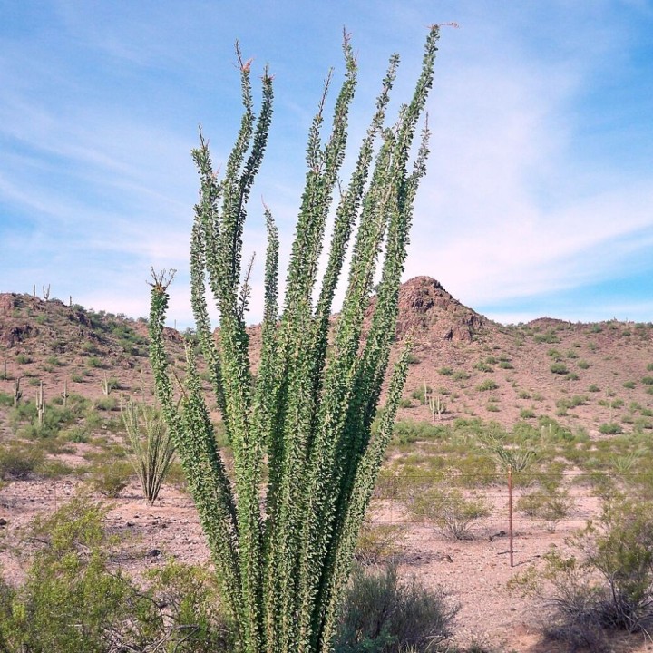 Ocotillo - Sementes