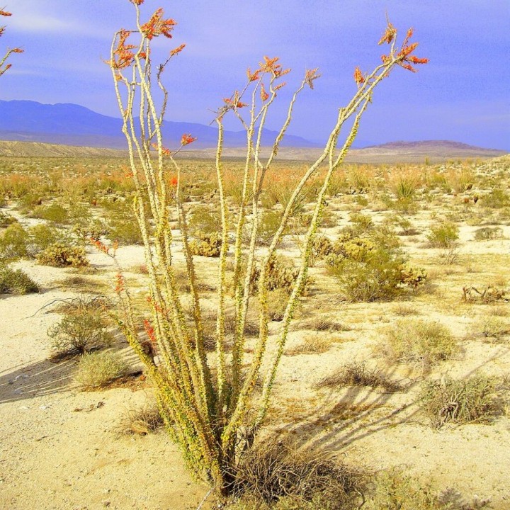 Ocotillo - Sementes