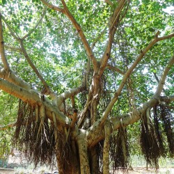 Figueira-de-Bengala - Sementes