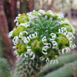 Eufórbia-cabeça-de-medusa - Sementes
