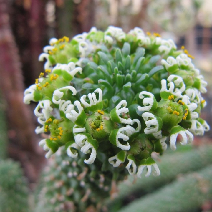 Eufórbia-cabeça-de-medusa - Sementes