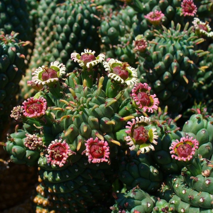 Eufórbia-cabeça-de-medusa - Sementes