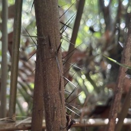 Palmeira-espinhosa-de-Borneu - Sementes