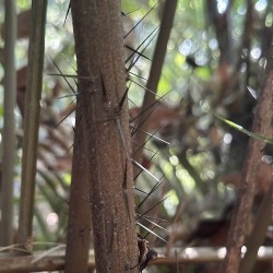 Palmeira-espinhosa-de-Borneu - Sementes