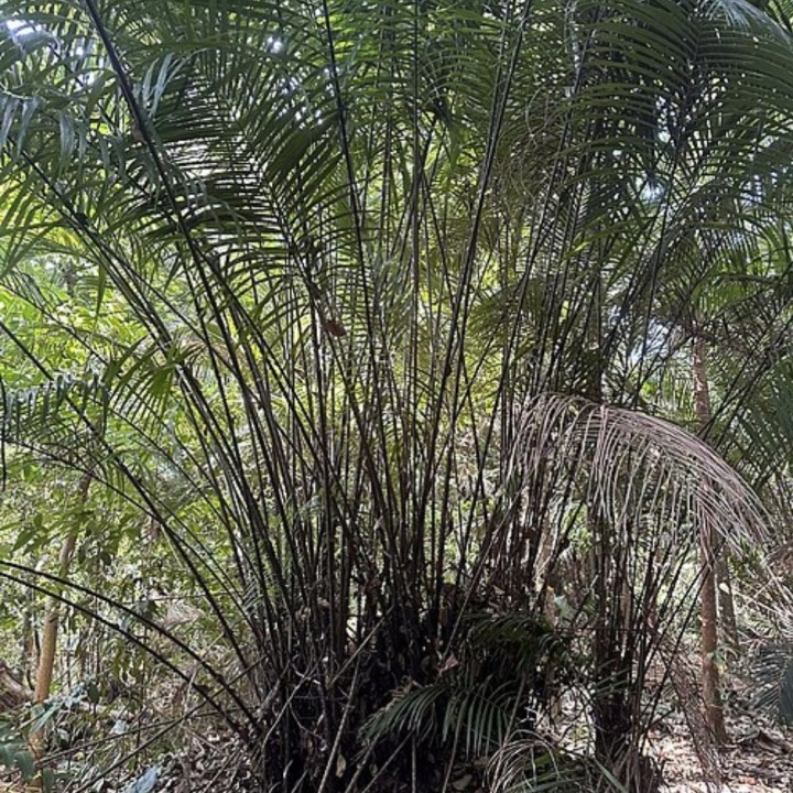 Palmeira-espinhosa-de-Borneu - Sementes