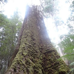 Eucalipto gigante - Sementes